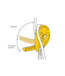 Petzl - ID S